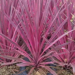 Cordyline 'Paso Doble' (Cordyline australis) — touffes de longues feuilles pourpres en pots alignés · Pot 3L
