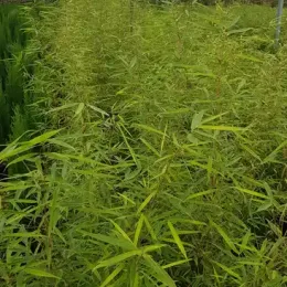 Bambou 'Campbell' (Fargesia robusta) — rangées de tiges élancées vert clair en serre · Pot 3L Touffe