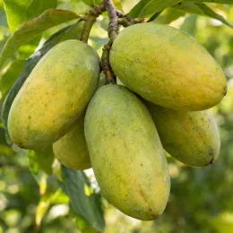 Asiminier sweet virginia 'Sweet virginia' (Asimina triloba) — gros fruits allongés verts groupés sur branche