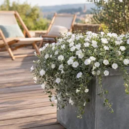 Liseron de mauritanie 'New white moon' (Convolvulus sabatius) — plante retombante à fleurs blanches sur terrasse en bois · Photo d'illustration
