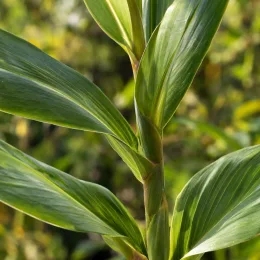 Gingembre ornemental (Hedychium pourpre) — tiges dressées avec longues feuilles vertes lustrées · Photo d'illustration