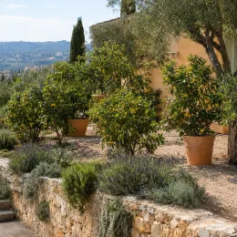 Goyavier de chine à fruits jaunes 'F. lucidum' (Psidium cattleyanum) — arbustes fruitiers en pot dans jardin méditerranéen · Photo d'illustration