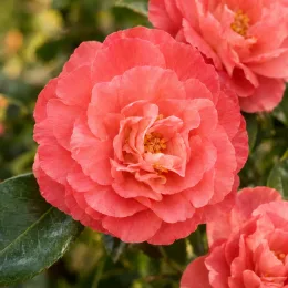 Camelia 'Beniguet' (Camelia japonica) — gros plan de fleurs saumon aux pétales superposés · Photo d'illustration