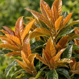 Néflier hybride 'Coppertone' (× Rhaphiobotrya) — jeunes feuilles lustrées aux teintes cuivrées