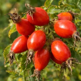 Rosier velu 'Karpatia' (Rosa villosa) — gros plan de fruits rouges allongés · Photo d'illustration
