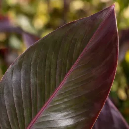Canna pourpre 'Feu magique' — gros plan sur une grande feuille bicolore · Photo d'illustration