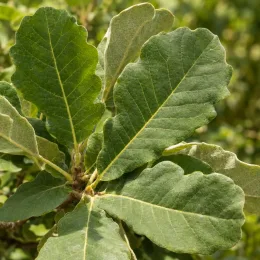 Chêne denté (Quercus dentata) — gros plan sur larges feuilles dentées vertes · Photo d'illustration