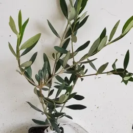 Olivier d'europe 'Picholine' (Olea europaea) — jeune arbuste au feuillage allongé en pot · Godet