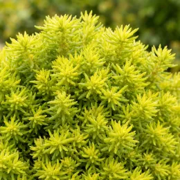 Sedum 'Ball' (Sedum lemon) — gros plan sur feuillage dense jaune vert · Photo d'illustration