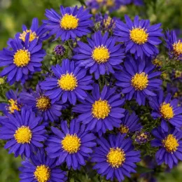 Aster nain 'Augenweide' (Aster dumosus) — fleurs violettes à cœur jaune en masse