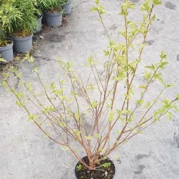 Mauve du cap (Anisodonthea malvastroides) — jeune arbuste ramifié au feuillage vert en pépinière · Pot 3L Touffe
