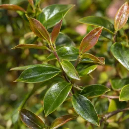 Jasmin étoilé jaune 'Pink showers' (Trachelospermum asiaticum) — gros plan sur rameaux avec jeunes feuilles brillantes · Photo d'illustration