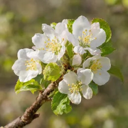 Pommier 'Museau de lievre' (Malus domestica) — gros plan de fleurs blanches sur rameau · Photo d'illustration