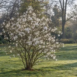 Magnolia étoilé 'Royal star' (Magnolia stellata) — arbuste fleuri isolé sur pelouse au jardin
