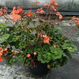 Géranium zonal panaché 'Gazelle' (Pelargonium) — plante fleurie en pot noir sur sol bétonné · Pot 3L