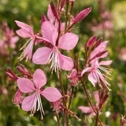 Gaura 'Rose' (Gaura lindheimeri) — grappes de petites fleurs roses à étamines blanches · Photo d'illustration
