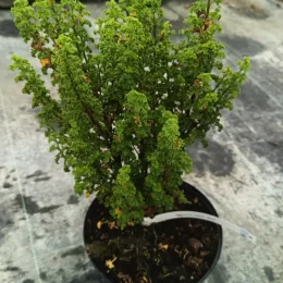 Géranium au parfum d'agrume 'Minor' (Pelargonium crispum) — plante buissonnante au feuillage très frisé · Pot 3L