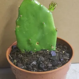 Figuier de barbarie (Opuntia ficus-indica) — raquette de cactus verte en pot plastique · Godet