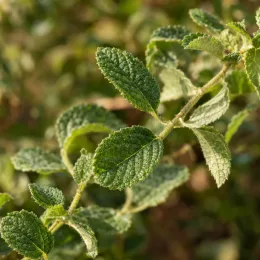 Lantanier 'Blanc' (Lantana sellowiana) — tige allongée avec feuilles vertes duveteuses · Photo d'illustration