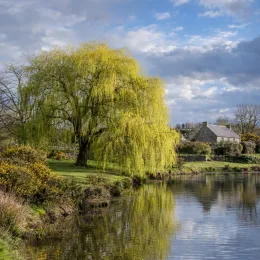 Saule pleureur 'Aurea' (Salix babylonica) — grand arbre au bord d’un étang