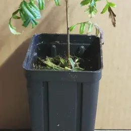 Xanthoceras (Xanthoceras sorbifolia) — jeune plant à fines feuilles en pot plastique · Godet