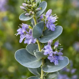 Véronique rampante à feuilles d'eucalyptus (Parahebe perfoliata) — grappes de petites fleurs mauves et feuilles rondes · Photo d'illustration