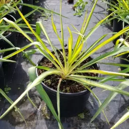 Yucca 'Golden sword' (Yucca flaccida) — jeune plant graphique à longues feuilles panachées · Pot 3L