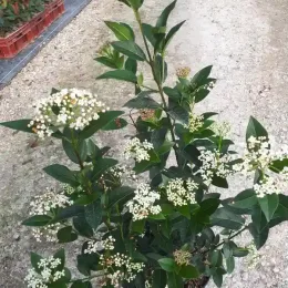 Laurier tin (Viburnum tinus) — arbuste en pot avec bouquets de fleurs blanches · Pot 3L Touffe