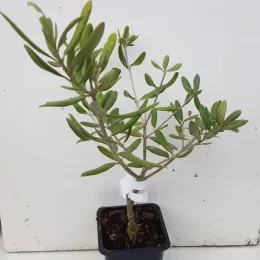 Olivier d'europe 'Broutignan' (Olea europaea) — jeune plant ramifié en petit pot plastique · Godet