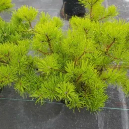Pin de montagne 'Mughus' (Pinus) — touffe dense de rameaux à aiguilles vert vif · Pot 3L Touffe