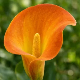 Calla orange 'Orange de sologne' (Zantedeschia elliottiana) — gros plan sur spathe orange et spadice · Photo d'illustration