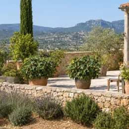 Figuier 'Fignomenal' (Ficus carica) — grands arbustes en pot sur terrasse en pierre
