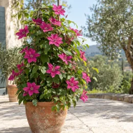 Clématite 'Nancy' (Clematis) — grande plante grimpante à fleurs roses en terrasse · Photo d'illustration