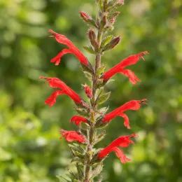 Sauge officinale (Salvia rutilans) — épi de fleurs rouges tubulaires, gros plan · Photo d'illustration