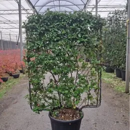 Jasmin étoilé (Trachelospermum jasminoides) — plante grimpante palissée sur treillis métallique en pot · Pot 65L