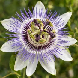 Fleur de la passion (Passiflora × colvillii) — fleur exotique à pétales blancs et filaments violets · Photo d'illustration