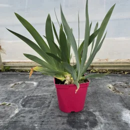 Iris d'allemagne 'Millestone jaune' (Iris germanica) — jeune plante à longues feuilles vertes en pot · Pot 25L