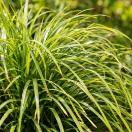 Lomandra 'Tanika' (Lomandra longifolia) — touffe dense de longues feuilles arquées · Photo d'illustration