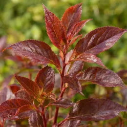 Diervillée 'Kodiak red' (Diervilla × splendens) — feuillage rouge brun en gros plan