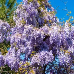 Glycine 'Black dragon' (Wisteria floribunda) — abondantes grappes de fleurs violettes pendantes