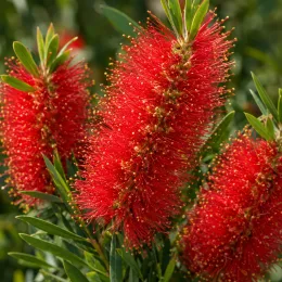 Rince-bouteilles 'Splendens' (Callistemon citrinus) — gros plan sur inflorescences rouges cylindriques