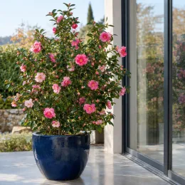 Camélia d'automne 'Paradise sandra rose vif' (Camellia sasanqua) — arbuste aux fleurs roses en grand pot bleu brillant · Photo d'illustration
