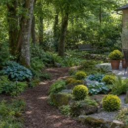 Thuya d'orient 'Compacta aurea nana' (Thuja orientalis) — jardin ombragé avec petits arbustes ronds taillés