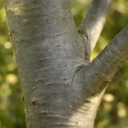 Hêtre commun 'Asplenifolia' (Fagus sylvatica) — gros plan sur tronc lisse et rameaux