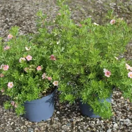 Potentille 'Pink paradise' (Potentilla fruticosa) — deux arbustes fleuris en pot sur gravier · Pot 3L