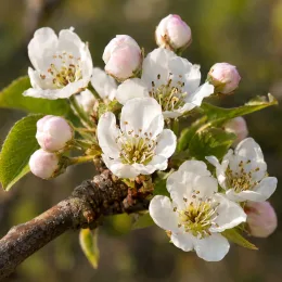 Poirier 'Duc de bordeaux' (Pyrus communis) — branche avec fleurs blanches et boutons rosés