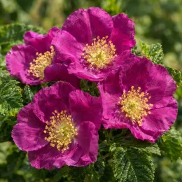 Rosier 'Rubra' (Rosa rugosa) — gros plan de fleurs simples violettes · Photo d'illustration