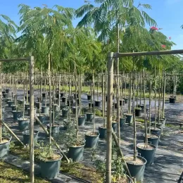 Arbre à soie Ombrella boubri (Albizia) — rangées de jeunes arbres tuteurés en pot · Pot 30L Tige 5/6