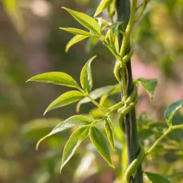 Jasmin blanc 'Summer scent' (Jasminum) — tiges grimpantes avec jeunes feuilles vertes brillantes · Photo d'illustration