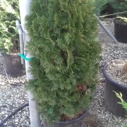 Thuya émeraude 'Emeraude' (Thuja occidentalis) — conifère dense en pot sur gravier de pépinière · Pot 20L